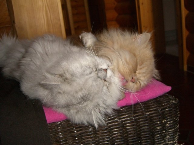 Hier ein Bild von meinem Schatz Tommi und mir – wir sind unendlich verliebt und würden mal so gern mal ein Wochenende allein verbringen, aber wie werden wir Frauchen und Herrchen los? Bitte helft uns und schickt die beiden ins Loisium damit wir zu Hause auch mal Zeit nur für uns haben!!! Viele liebe Grüße, Eure Jerry