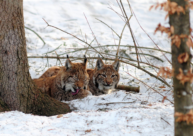 Jungluchse werden nach knapp einem Jahr von der Mutter verlassen. Das Leben der Jungluchse wird dann auf eine harte Probe gestellt. | Foto: Nationalpark/Sieghartsleitner