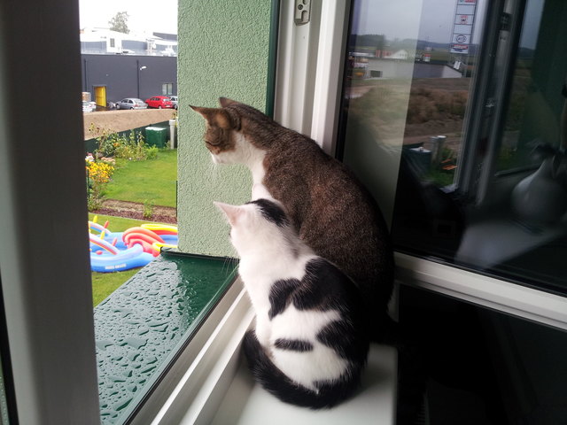 Hallo BB-NOE-Team! Würden uns sehr über einen Gewinn freuen. Auch Tiere habe sich lieb was sie durch gleiche Interessen ausdrücken :-)