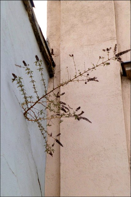 ..aber ob dem Sommerflieder auf der senkrechten, verputzten Hauswand ein langes Leben beschieden sein wird??