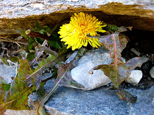 Herbstlicher Löwenzahn unter Felsblock
