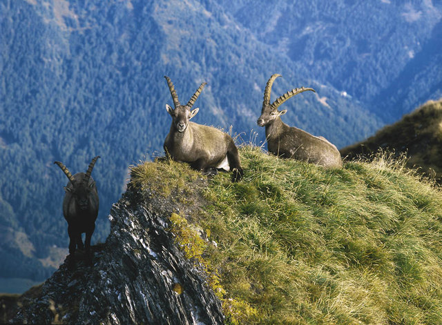 Den Nationalparkbesuchern gefällt vor allem das hautnahe Erleben der Tier- und Pflanzenwelt. | Foto: NPHT