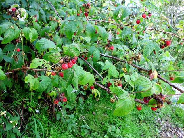 Wald-Himbeere