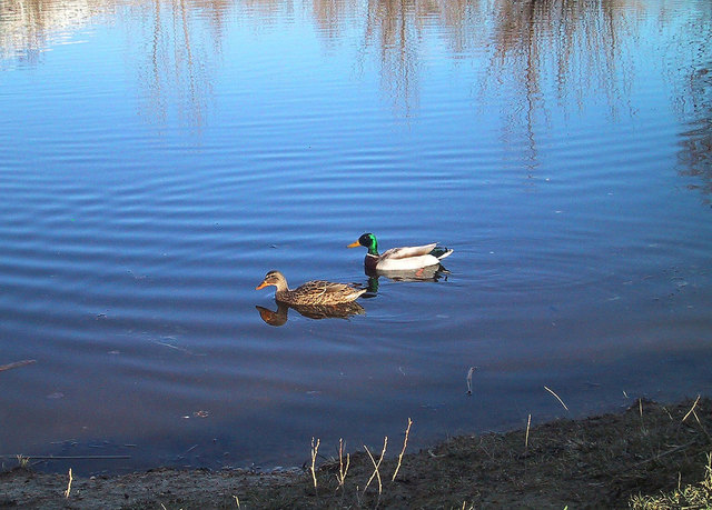 Herr und Frau Ente ... leider ist der kleine Wienerbergteich nicht mehr so schön