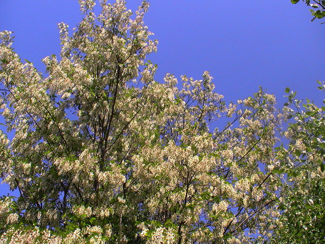 Akazienblüte (würde wohl richtig Robinienblüte heißen)