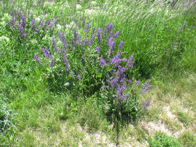 Wiese im Erholungsgebiet Wienerberg
