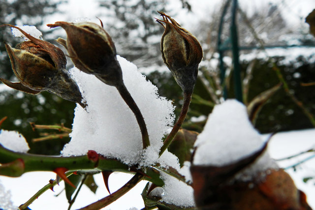 ... die Knospen hat´s wohl eiskalt erwischt ...