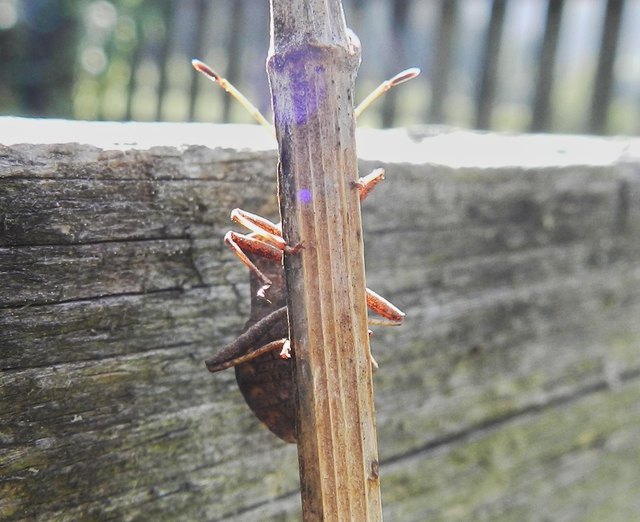 Lederwanze beim Versteckspiel