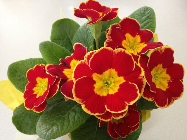 Primeln zum Valentinstag - Dankeschön! =)