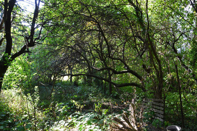 Die Weichen sind gestellt: Der Gersthofer Wald soll  jetzt einem Immobilienprojekt weichen.