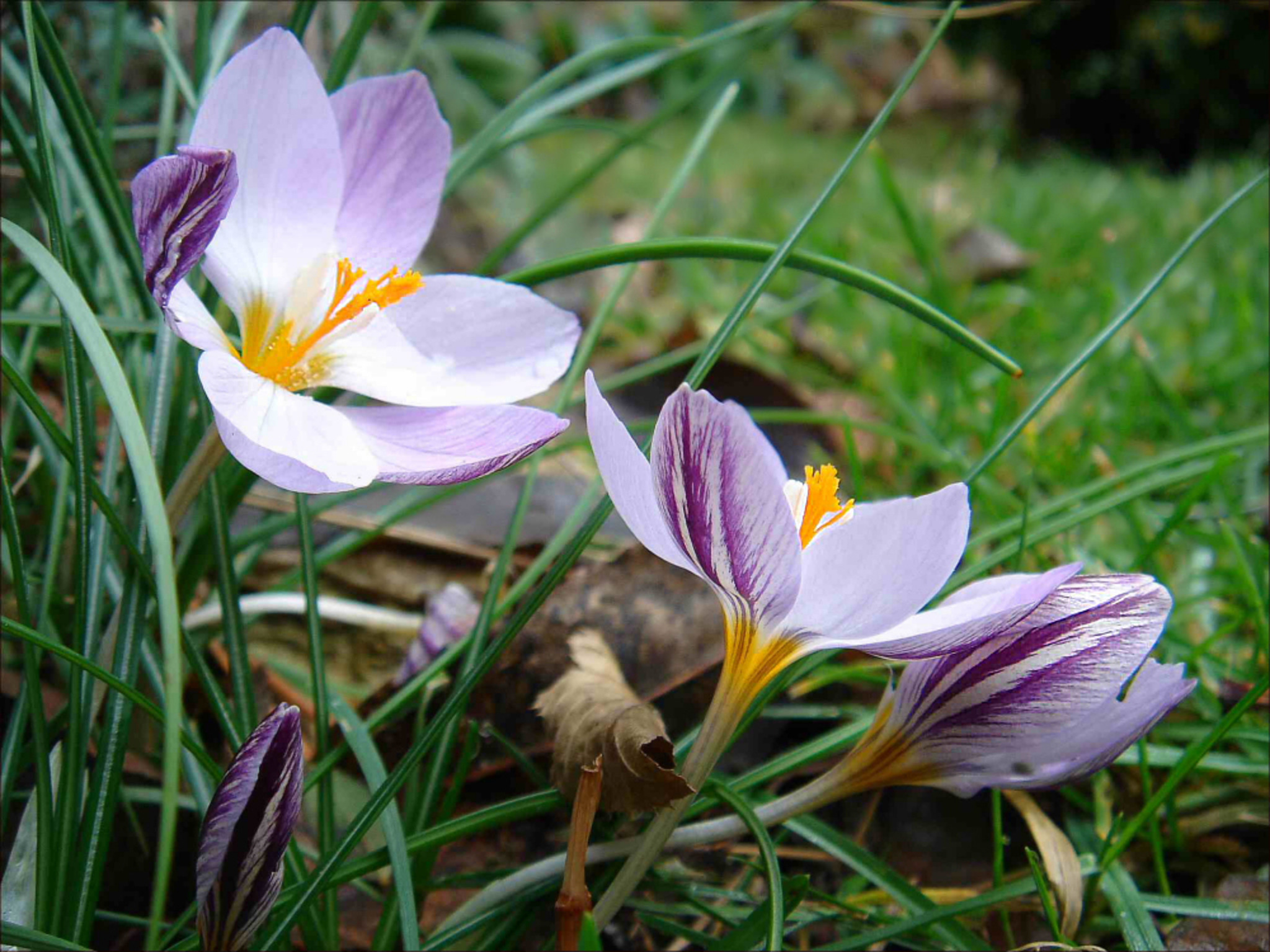 Crocus laevigatus fontenay Neunkirchen