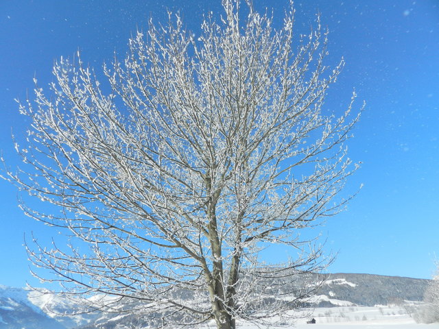 Frostiger Baum