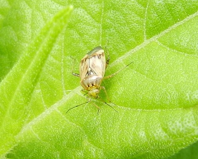 Gemeine Wiesenwanze