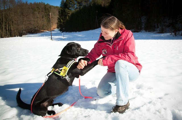"Luka" hat schon viel mitgemacht. Er wurde von 40 Schrotkugeln angeschossen und viermal operiert. Seit zwei Monaten wird er zum Diabetikerwarnhund ausgebildet. | Foto: Konstantinov