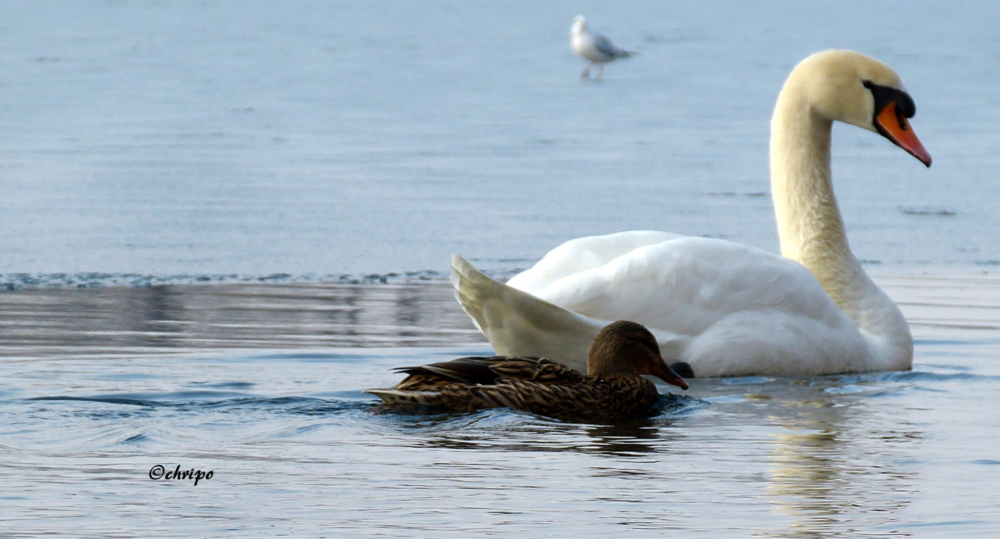 Vertan, vertan sprach der Hahn und stieg von der Ente auf den Schwan... schon wieder vertan