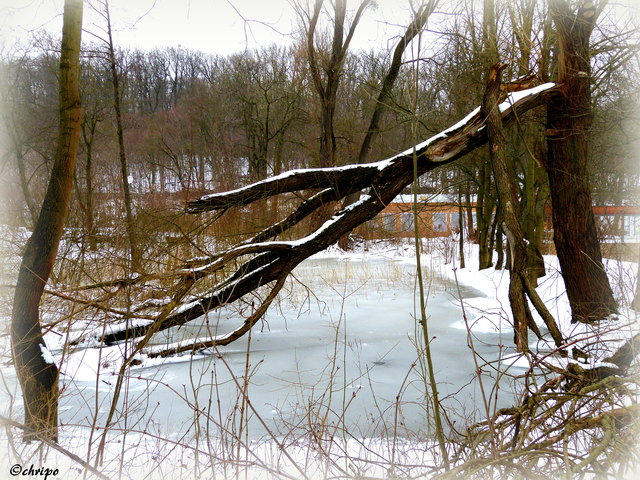 am Hanslteich