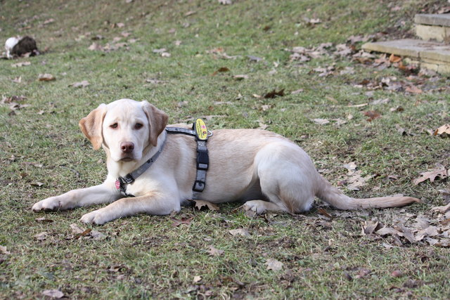 Der Labrador-Retriever "Beauty" ist seiner Patenfamilie, allen voran Ute Engelhart, inzwischen sehr ans Herz gewachsen. | Foto: KK