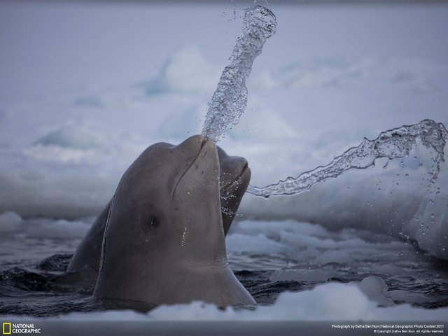 Beluga-Wale in der Natur
