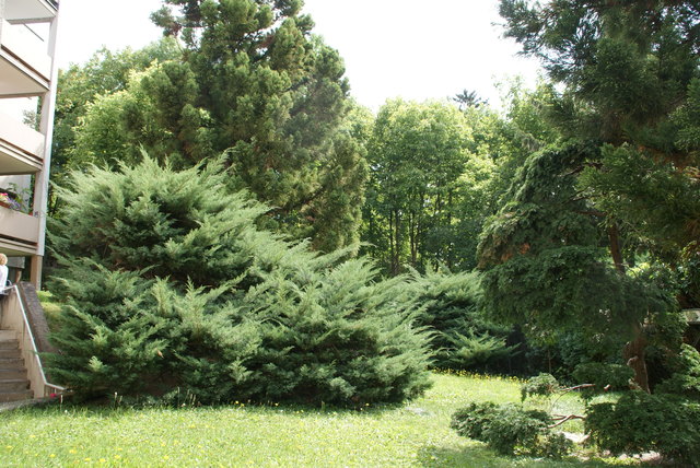 Die Weichen sind gestellt: Der Gersthofer Wald soll  jetzt einem Immobilienprojekt weichen. | Foto: Bild: Zezula