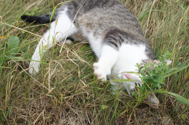 Minkerl im Garten