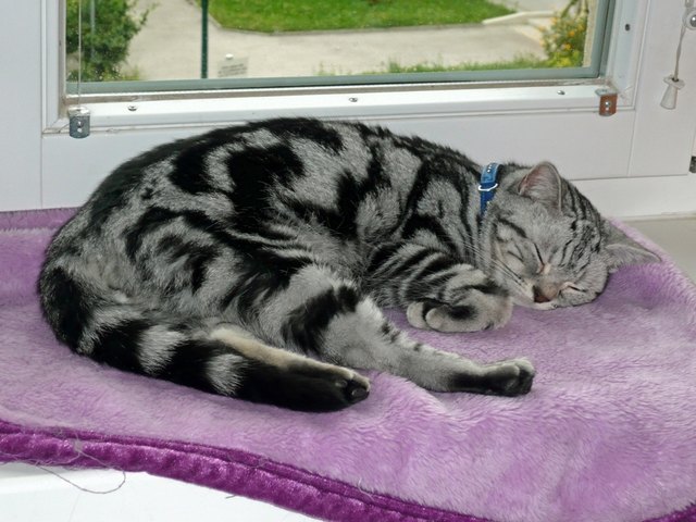 Samson