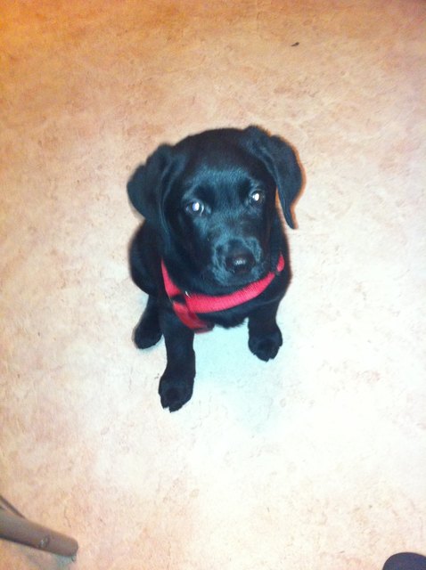 Blacky