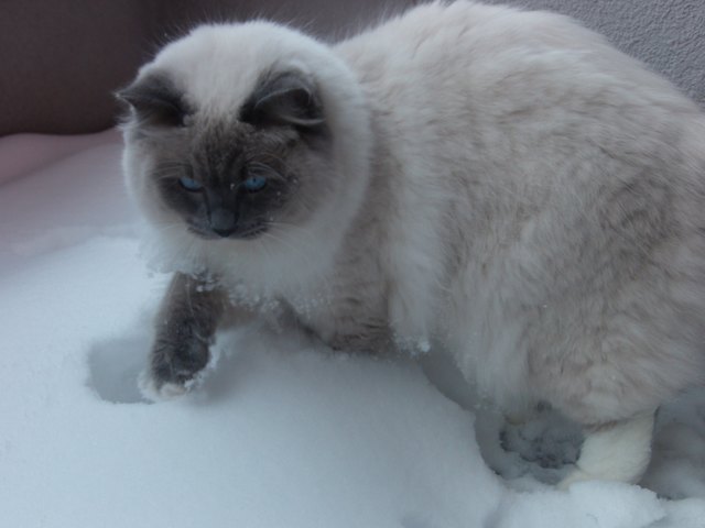 Linus