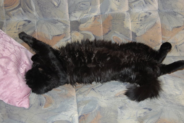 Rambo der Liebling der Familie!