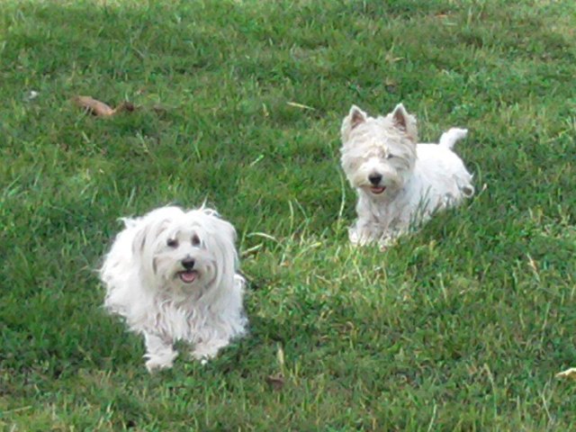 Maggy und Sunny Das Dream Team
