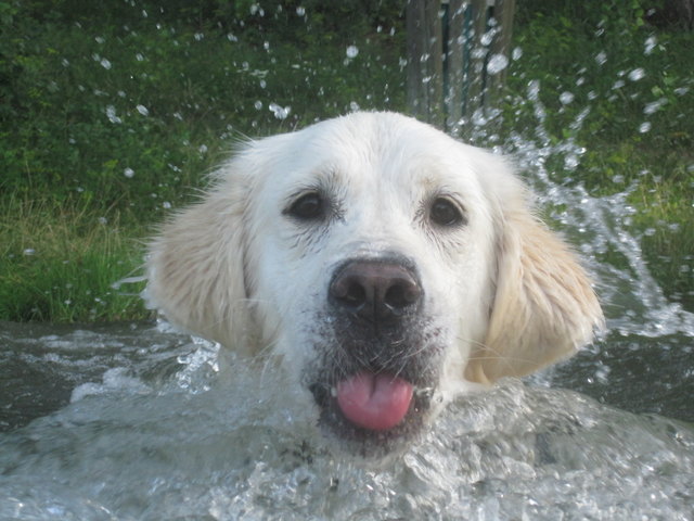 Wasserratte
