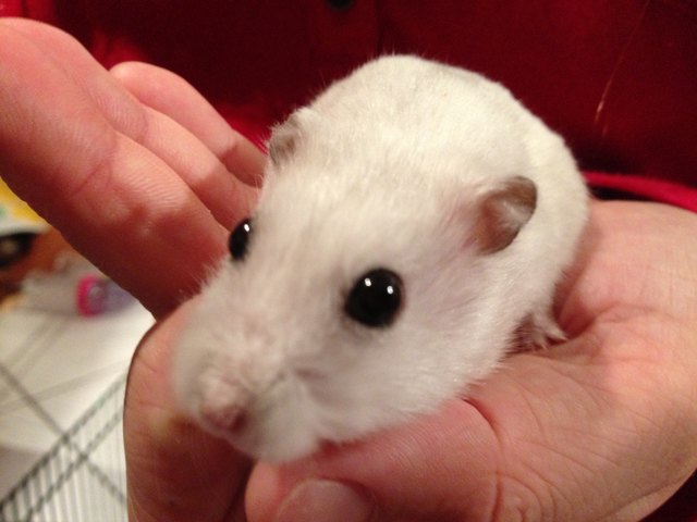 Mein Hamster Mani