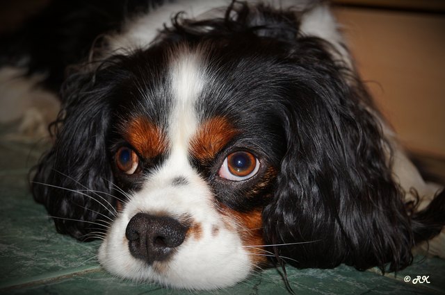 "CHARLIE" is watching you ...