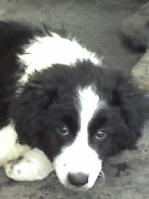 Jerry Lee