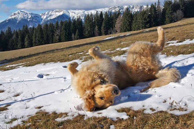 Juchuuu! Fay im Schnee