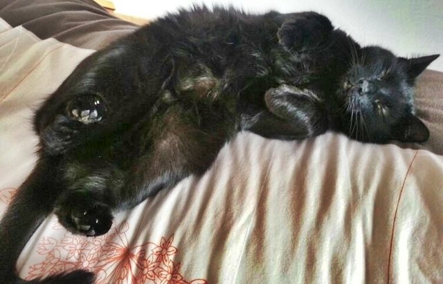 Gott schuf die Katze, damit der Mensch einen Tiger zum streicheln hat.
