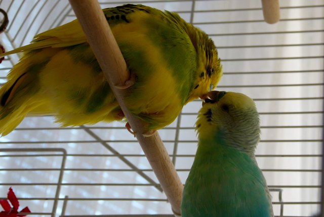 das sind meine beiden lieblinge maxi und schwuppsi