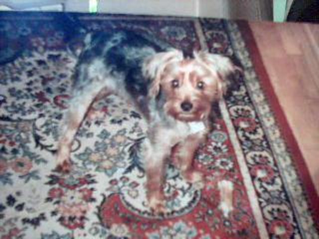Mein treuer Wachhund