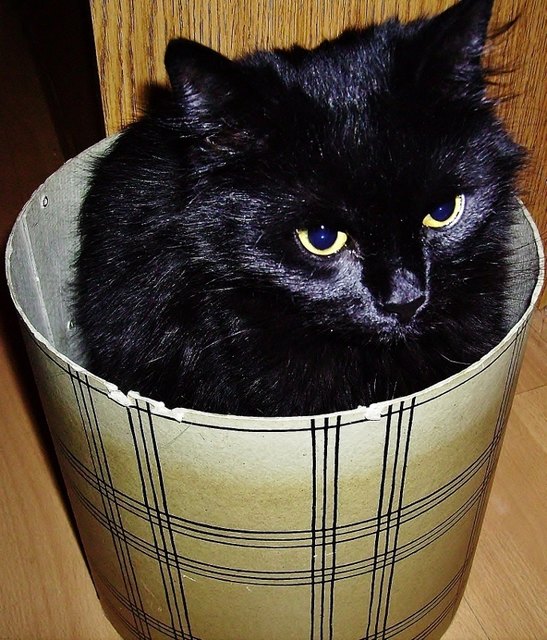 Schachteltiger