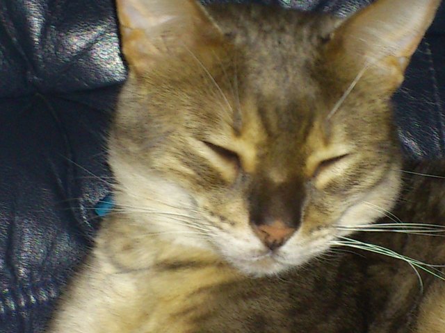Leo