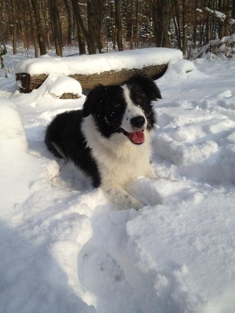 Winterspass mit Jerry