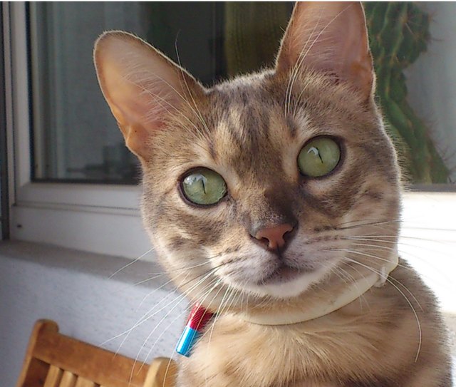 Leo