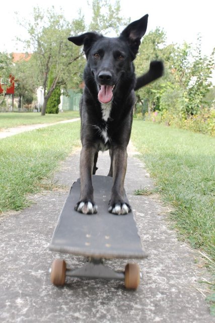 Skaten macht auch Hunden Spaß!! :D
