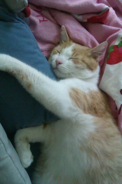 Garfield beim Kuscheln