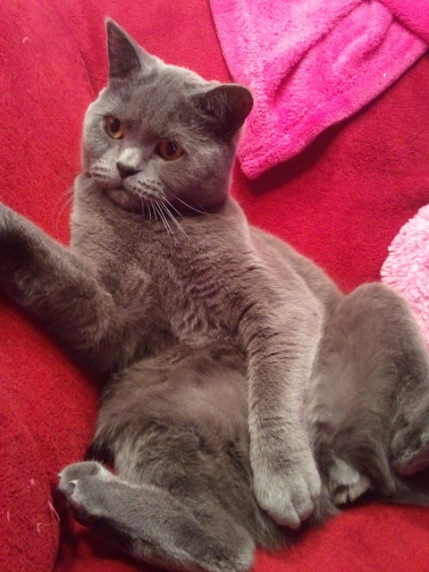 Aramis