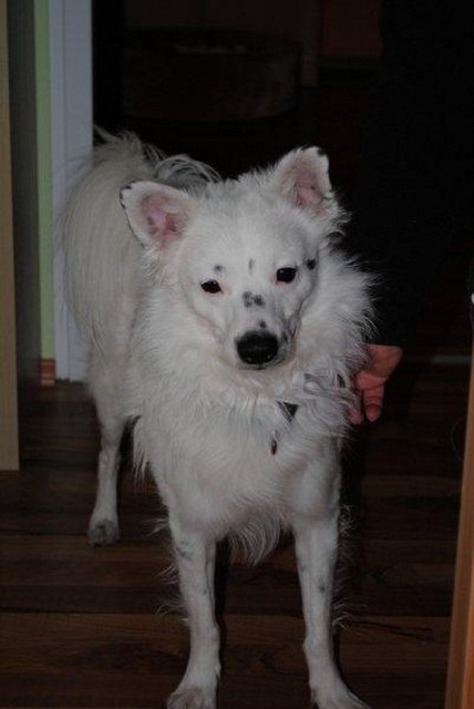 Bärli, männlich, 3 1/2 Jahre