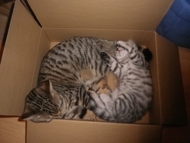 Sammy und Simba beim Mittagsschlaf