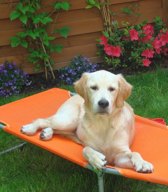 Hund beim Relaxen