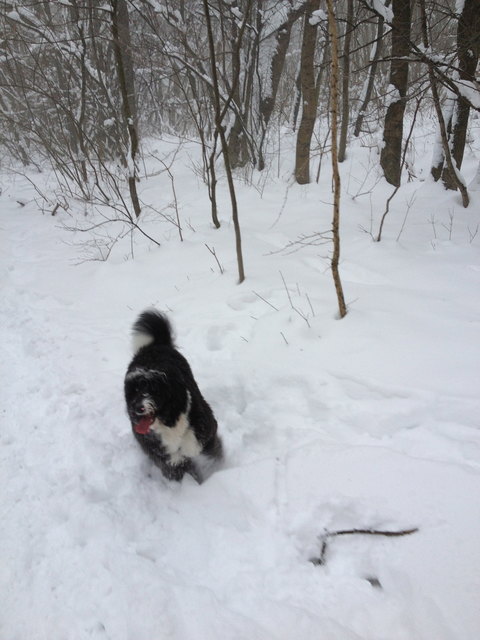 Sookie liebt Schnee