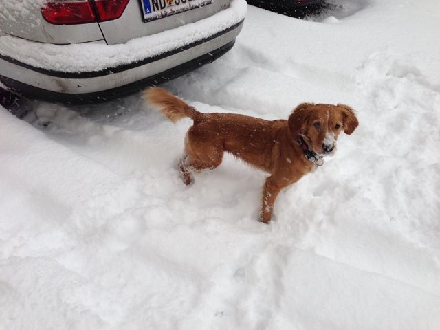 Tinkerbell, unsere geliebte Schnee-Fee