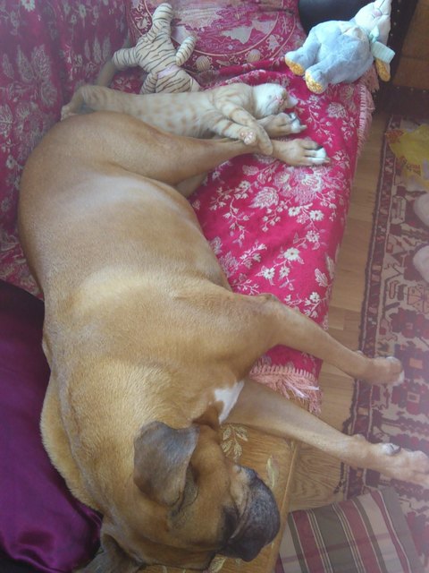Boxerweibchen Lilli und Baby-Kater Sam....beim Mittagsschlaf!